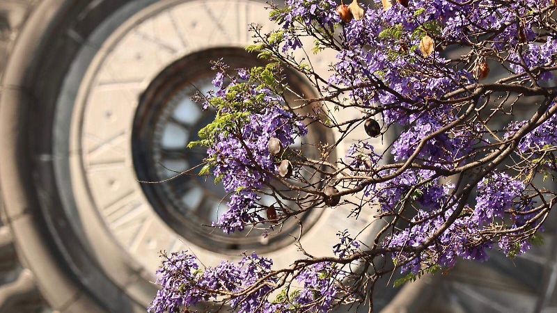 Jacarandas iluminan las calles de Puebla | Fotorreportaje